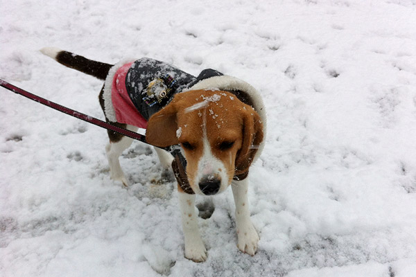 ビーグル きなこ こんぶ