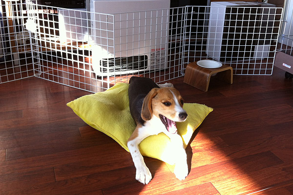 ビーグル きなこ こんぶ