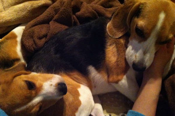 ビーグル きなこ こんぶ