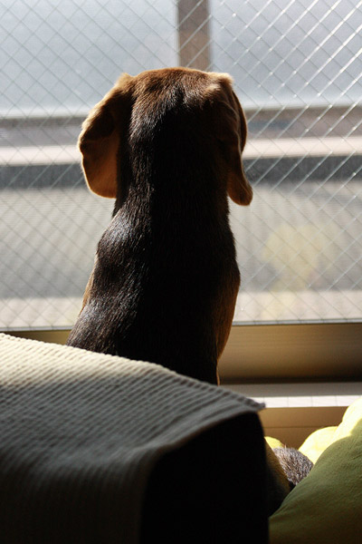 ビーグル きなこ こんぶ