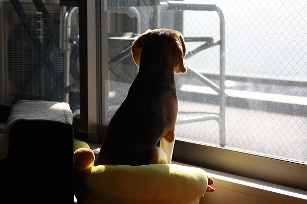 ビーグル きなこ こんぶ