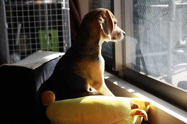 ビーグル きなこ こんぶ