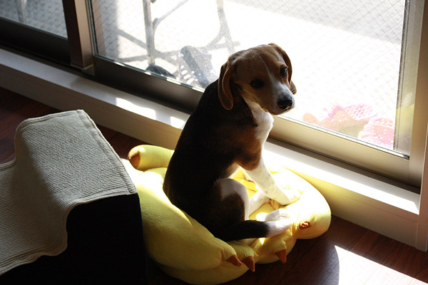 ビーグル きなこ こんぶ