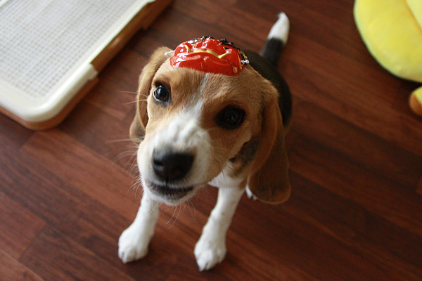 ビーグル きなこ こんぶ