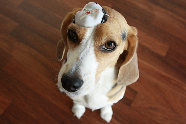 ビーグル きなこ こんぶ