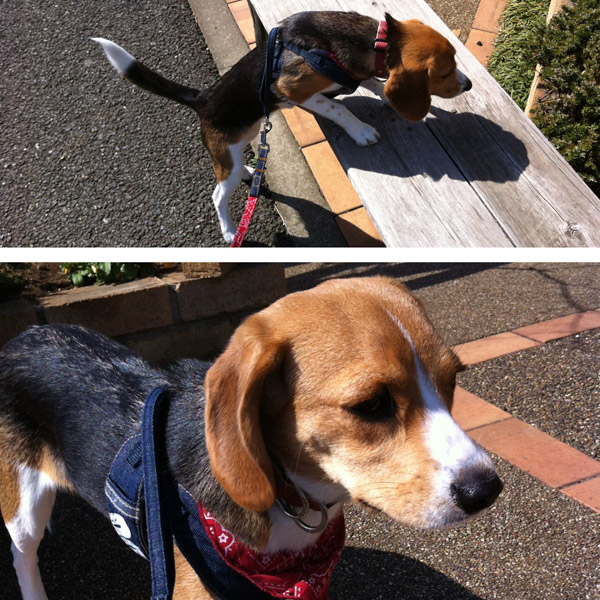 ビーグル きなこ こんぶ