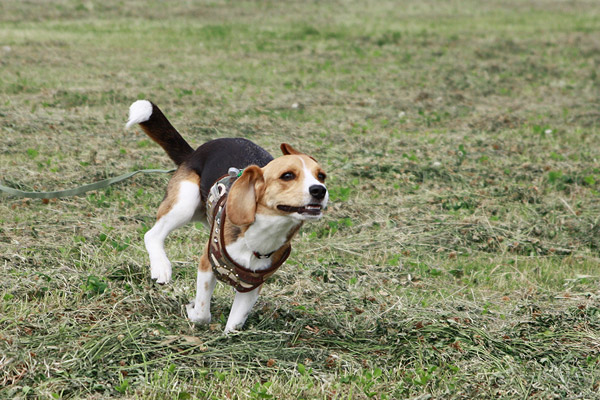 ビーグル きなこ こんぶ