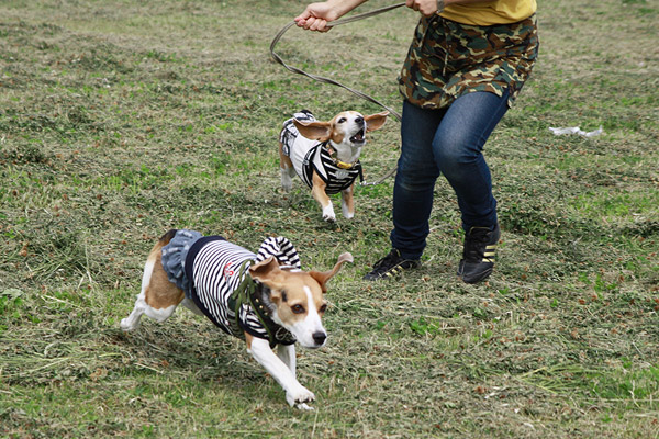 ビーグル　きなこ　こんぶ