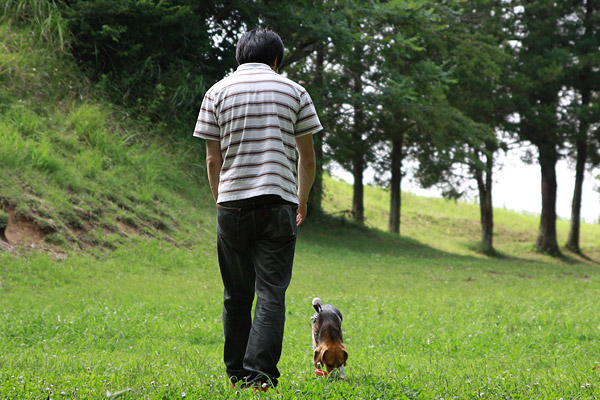 ビーグル　きなこ　こんぶ