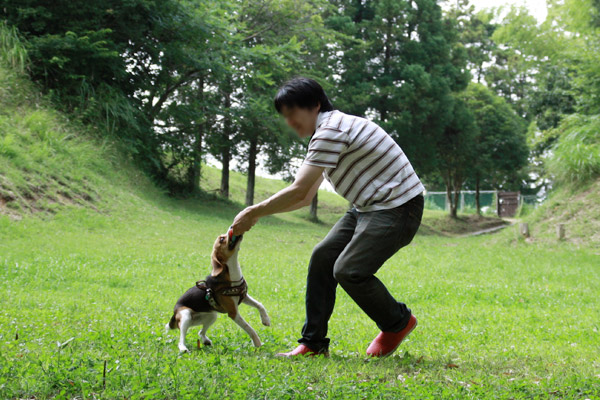 ビーグル きなこ こんぶ