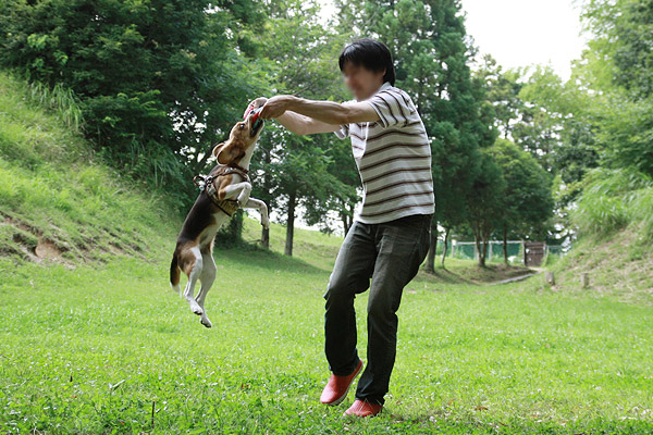 ビーグル　きなこ　こんぶ