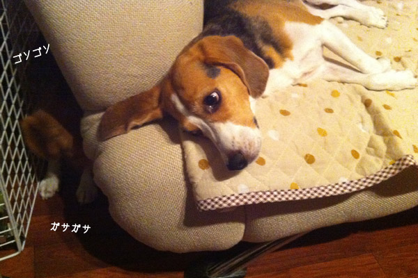 ビーグル きなこ こんぶ