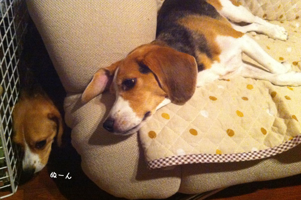 ビーグル きなこ こんぶ