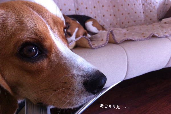 ビーグル きなこ こんぶ
