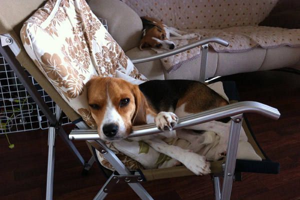 ビーグル きなこ こんぶ