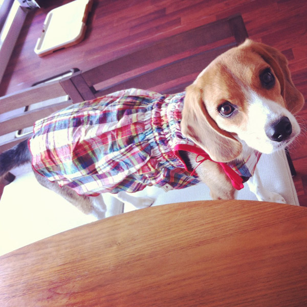 ビーグル きなこ こんぶ