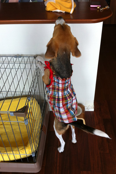 ビーグル きなこ こんぶ