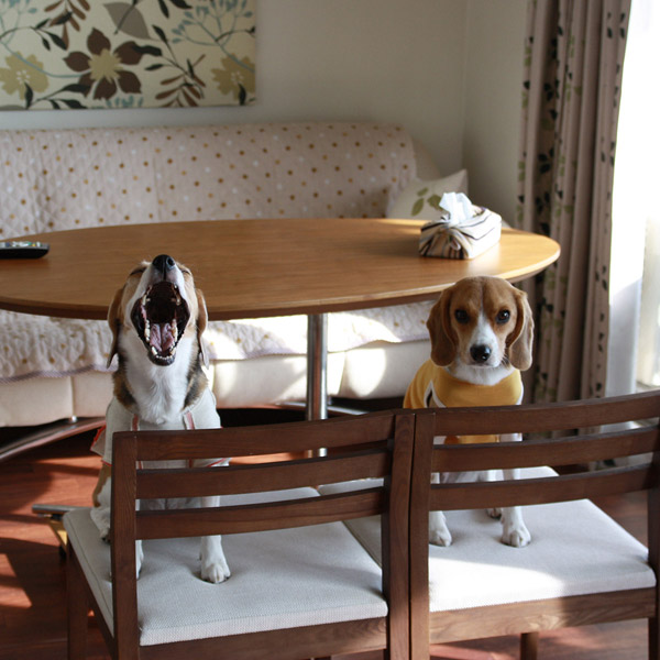 ビーグル きなこ こんぶ