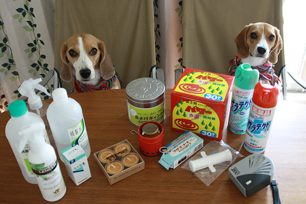 ビーグル きなこ こんぶ