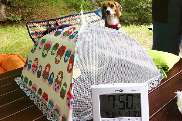 ビーグル きなこ こんぶ