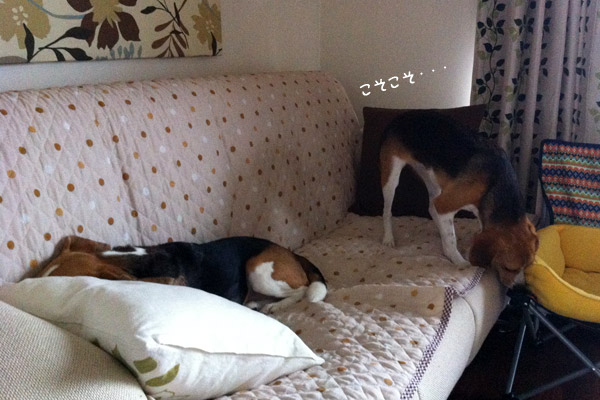 ビーグル きなこ こんぶ