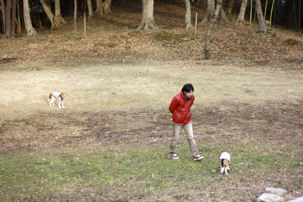 ビーグル　きなこ　こんぶ