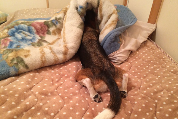 ビーグル きなこ こんぶ