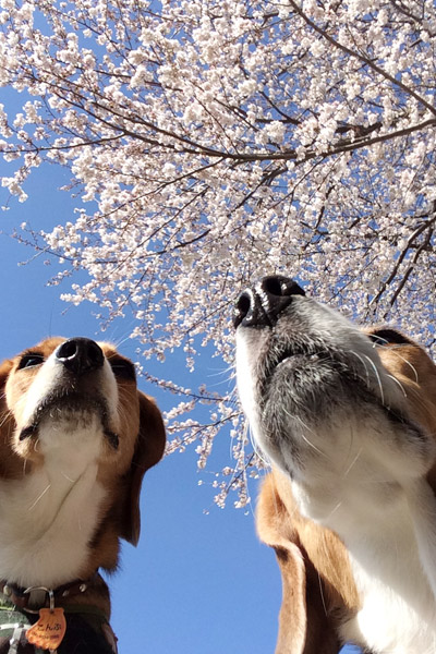 ビーグル　きなこ　こんぶ