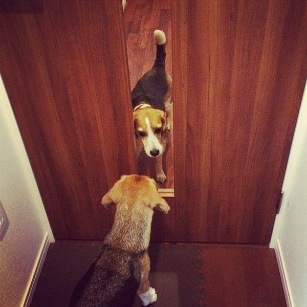 ビーグル きなこ こんぶ