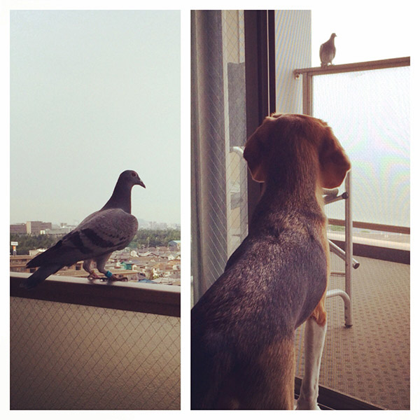 ビーグル きなこ こんぶ