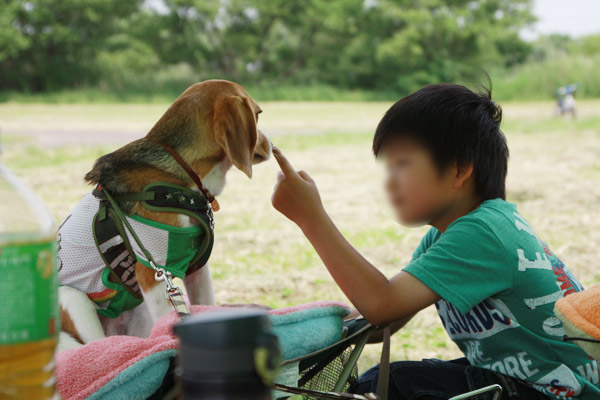 ビーグル　きなこ　こんぶ