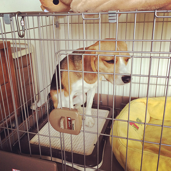 ビーグル きなこ こんぶ