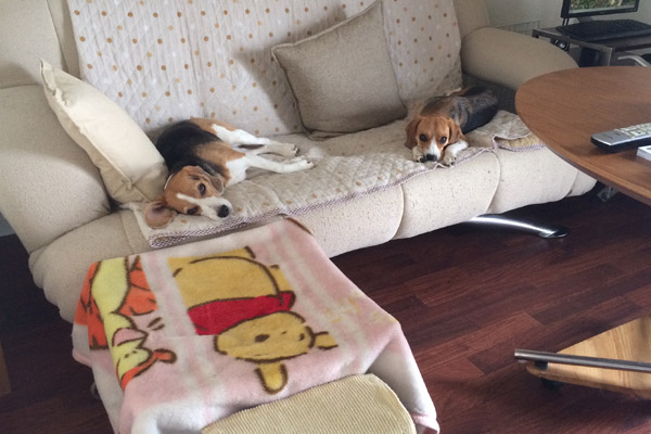 ビーグル きなこ こんぶ