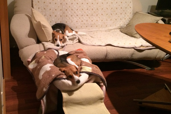 ビーグル きなこ こんぶ