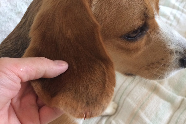 ビーグル きなこ こんぶ