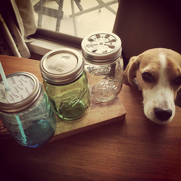 ビーグル きなこ こんぶ