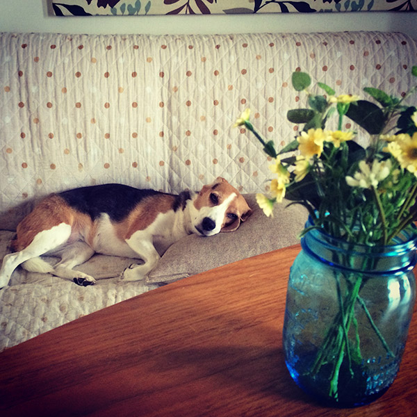 ビーグル きなこ こんぶ