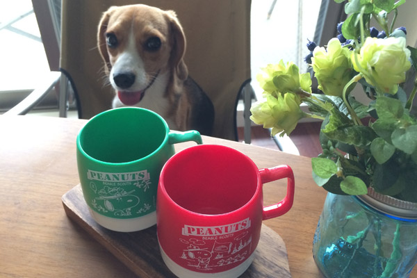 ビーグル きなこ こんぶ