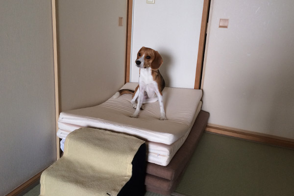 ビーグル きなこ こんぶ