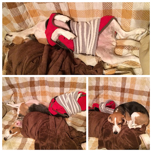 ビーグル きなこ こんぶ