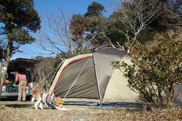 ビーグル　きなこ　こんぶ