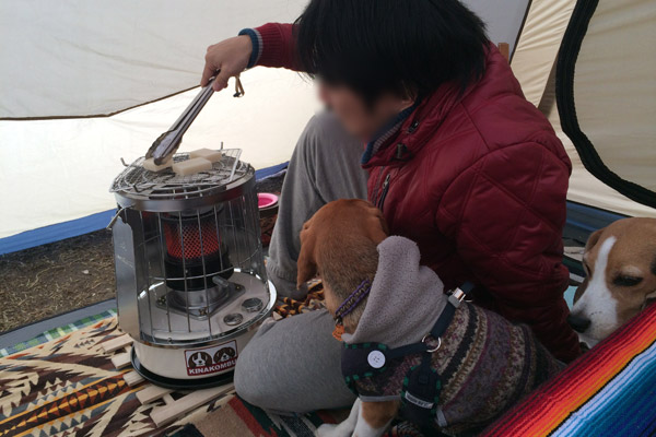 ビーグル きなこ こんぶ