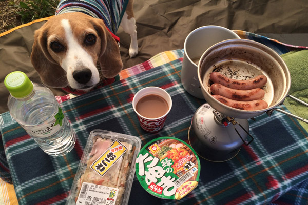 ビーグル きなこ こんぶ
