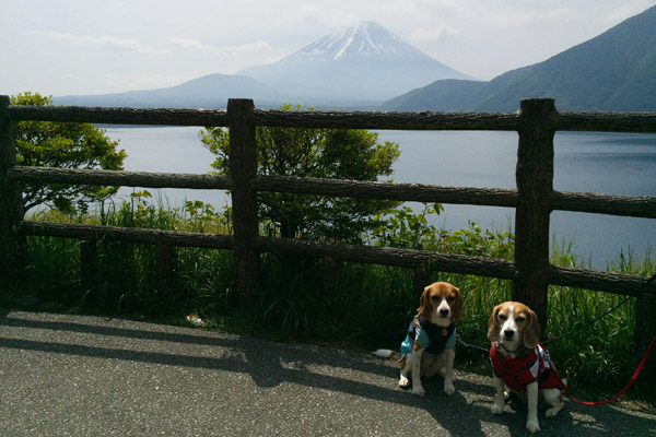 ビーグル　きなこ　こんぶ