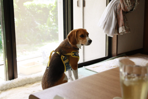 ビーグル きなこ こんぶ
