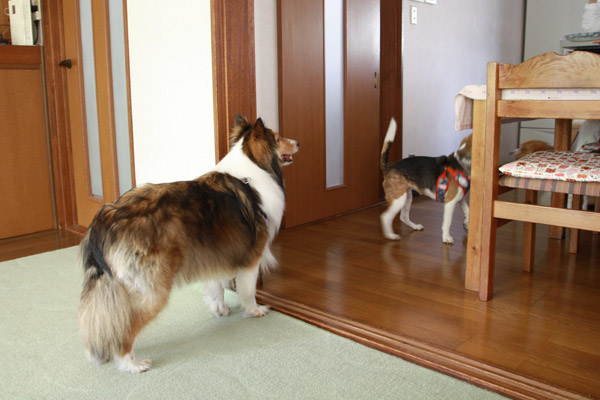ビーグル きなこ こんぶ