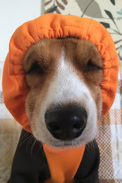 ビーグル きなこ こんぶ