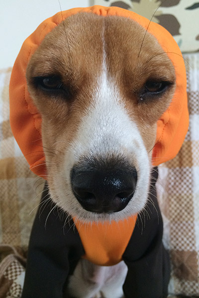 ビーグル きなこ こんぶ