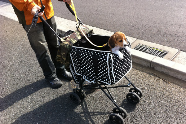 ビーグル　きなこ　こんぶ