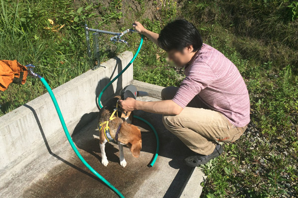 ビーグル きなこ こんぶ